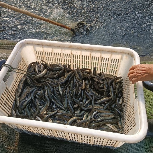 微山县规格齐全，质量优良，品种纯，生长速度快，不易发病