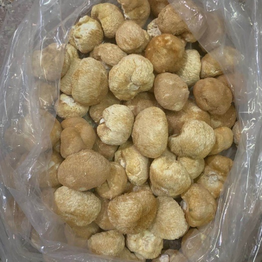 古田县古田精选猴头菇精选、剪脚种类大小齐全，新货上架！！