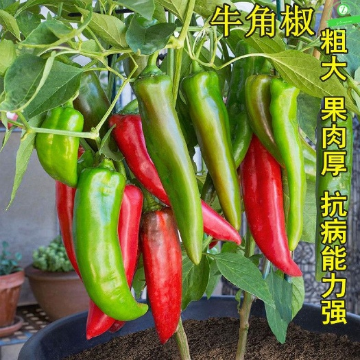 沭阳县辣椒苗小米辣灯笼椒地栽朝天椒家