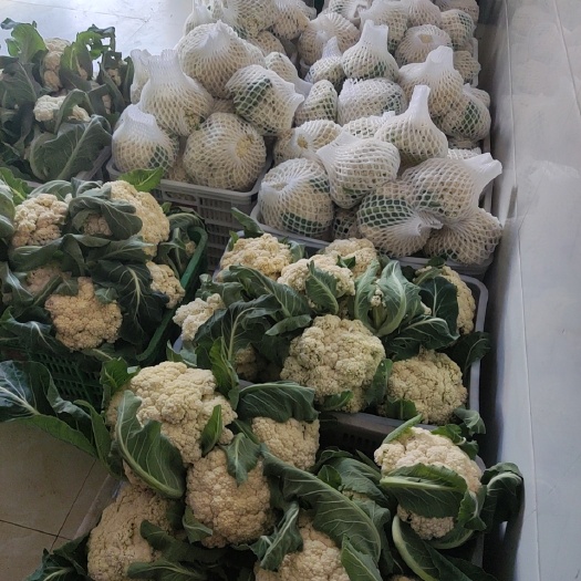 仙游县青梗花菜