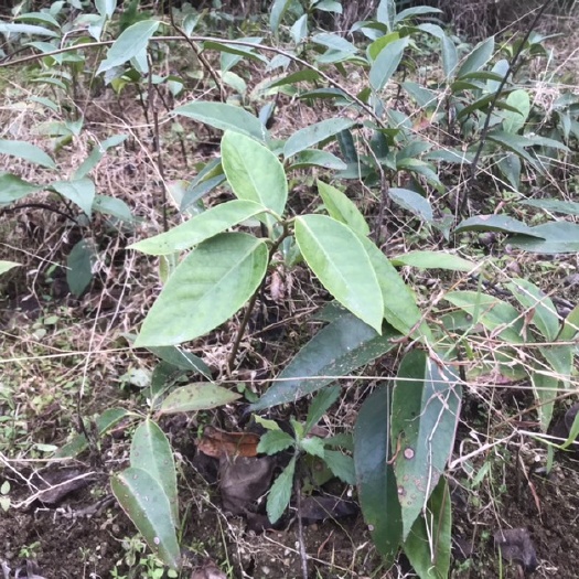玉林黑老虎苗布福娜果苗血藤果树苗冷饭团苗