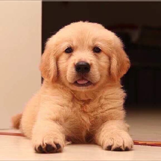 郓城县纯种金毛犬三个月内疫苗齐全