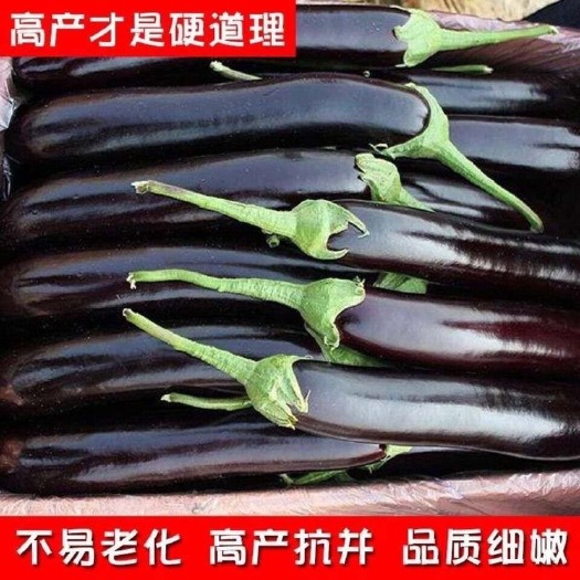 长沙华煜紫玉长茄种子菜园紫黑长茄杭茄孑线茄四季蔬菜种籽春秋茄子籽