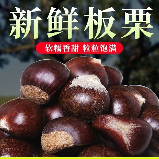 【新货 24小时内发货】下树板栗新栗子大颗粒野生带壳板栗批发