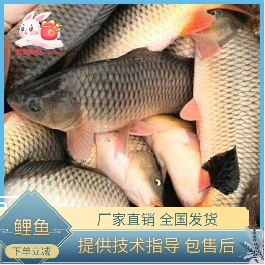 鲤鱼苗  厂家直销  提供技术指导  全国发货  量大从优