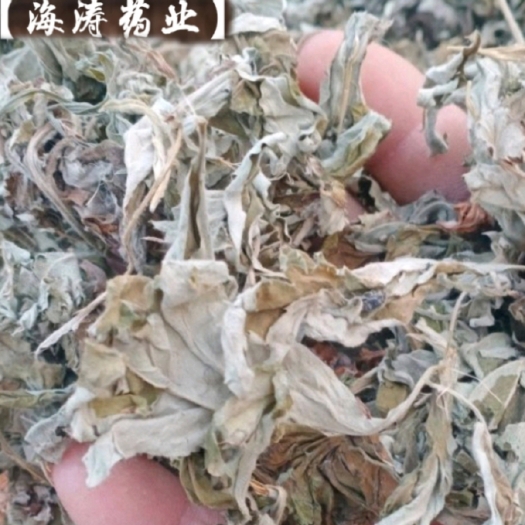 鄄城县【艾叶】自产自销产地一手货源大货供应规格齐全量大优惠。