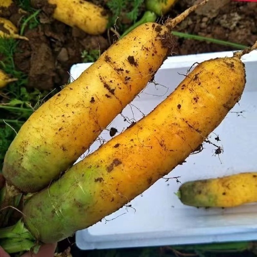 临猗县冷库黄胡萝卜山西运城新鲜蔬菜一袋50斤