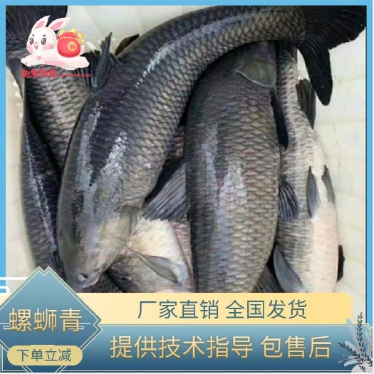 高邮市青鱼苗 螺蛳青 厂家直销  提供技术指导 全国发货 量大从优
