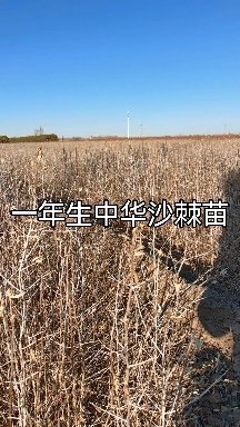 基地直供苗高30一50公分沙棘苗，