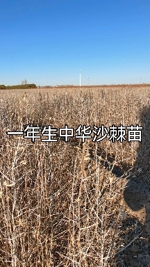 翁牛特旗基地直供苗高20一50公分沙棘苗，量大-手货源。