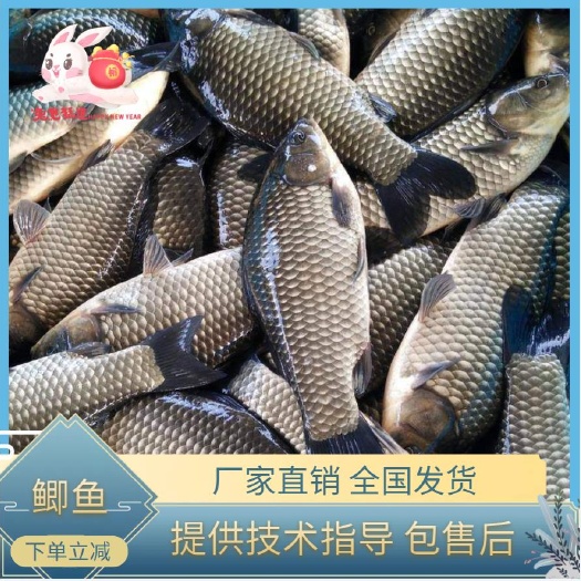 黄金鲫鱼  鲫鱼厂家直销  提供技术指导 全国发货 量大从优
