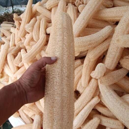 巢湖丝瓜络