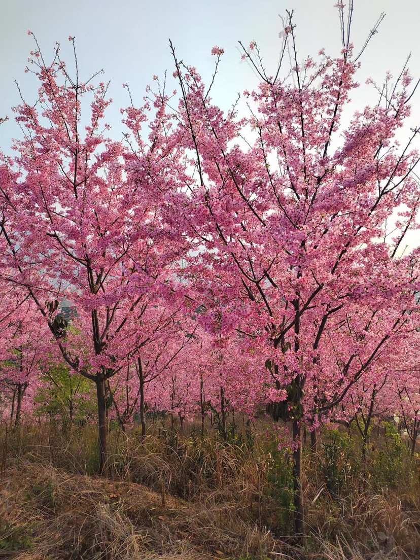 福建山櫻