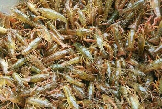 潜江市虾苗成品虾供应