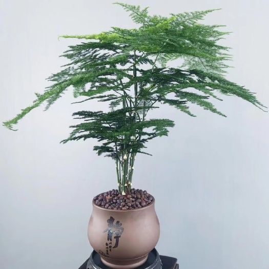 漳州文竹盆栽