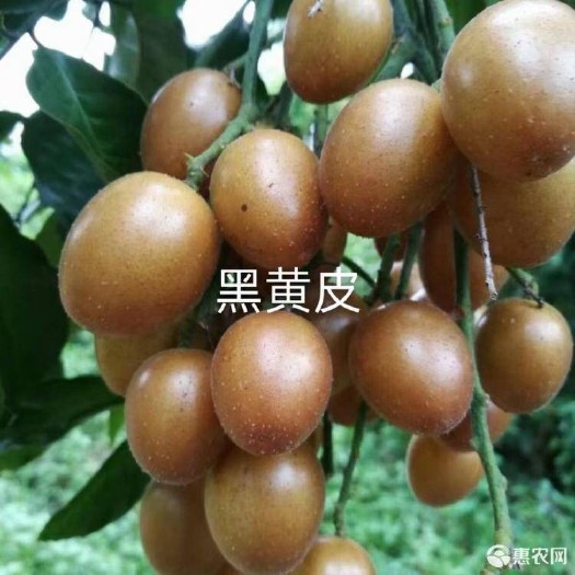 灵山县黑黄皮果苗  成活率高 死苗补发