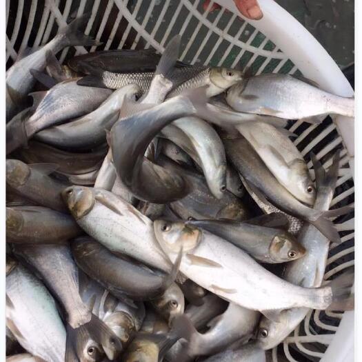 高邮市白鲢鱼苗 厂家直销 提供技术指导 全国发货 量大从优