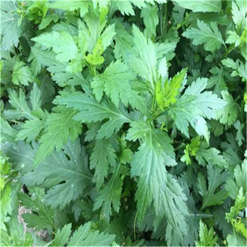 菊花脑种苗菊花脑苗菊花叶种子多年生多次采摘春秋野菜