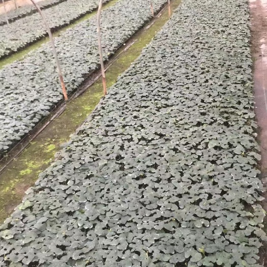 桂林罗汉果苗