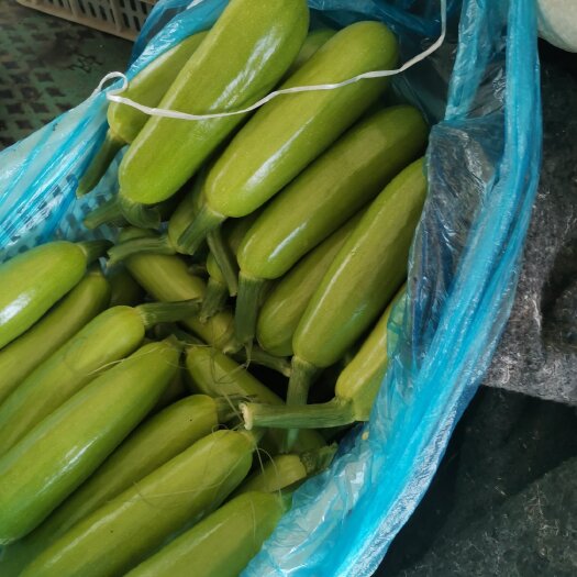 莘县精品油亮绿皮西葫芦大量供应