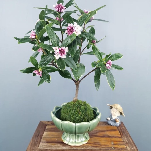 漳州苔藓球浓香瑞香好养绿植