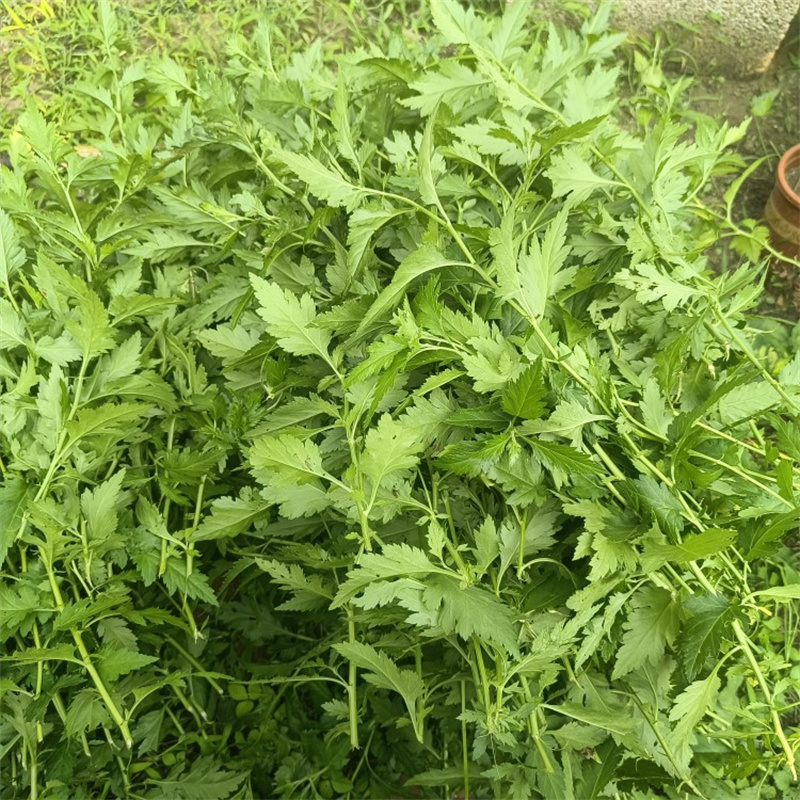 菊花脑种苗菊花脑苗菊花叶种子多年生多次采摘春秋野菜