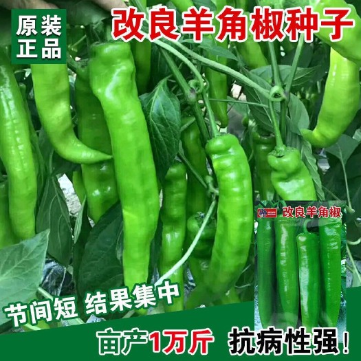 长沙特大牛角椒种子抗病辣椒种籽肉厚青椒种子尖椒菜园蔬菜籽