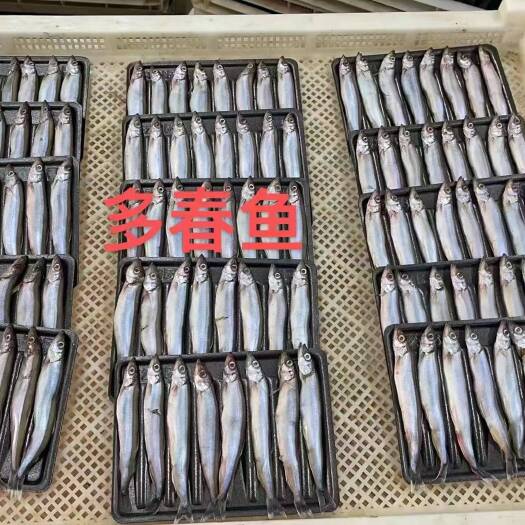 济南多春鱼公体