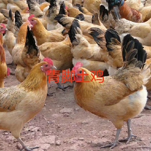 衡阳青脚土鸡母苗