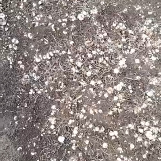 东丰县平贝母