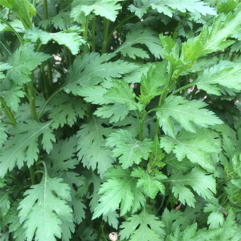 菊花脑种苗菊花脑苗菊花叶种子多年生多次采摘春秋野菜