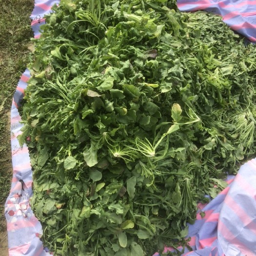 连平县荠菜