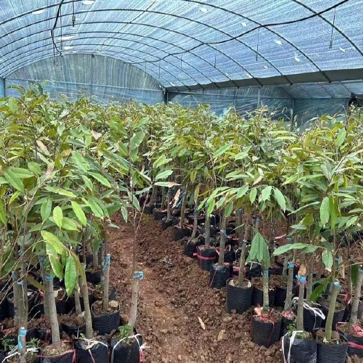 广州猫山王榴莲苗