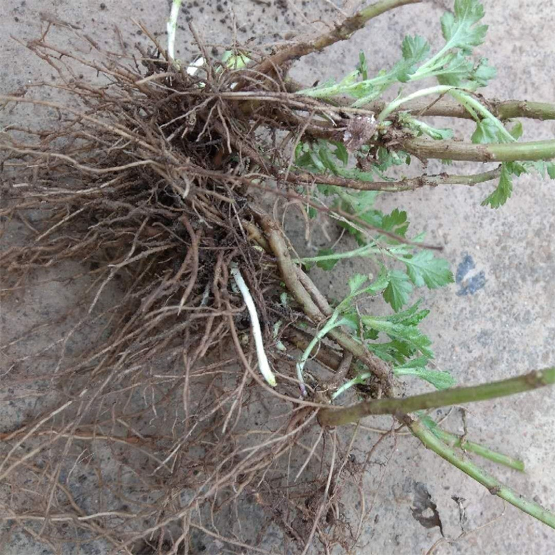 菊花脑种苗菊花脑苗菊花叶种子多年生多次采摘春秋野菜