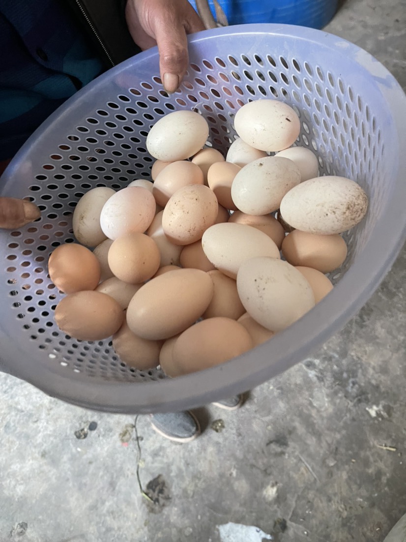 重庆土鸡蛋，农村散养鸡，绝没吃饲料，量不大，稳定
