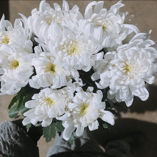 沭阳县白菊 黄菊 基地直售！