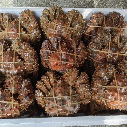 俄罗斯花椒帝王蟹熟冻500一800克。生冻800一1000克