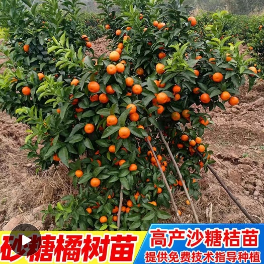 砂糖橘树苗 嫁接砂糖桔子苗无籽无原产地果树苗