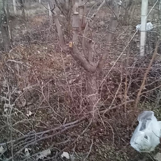 临猗县出租承包45亩冬枣树园子