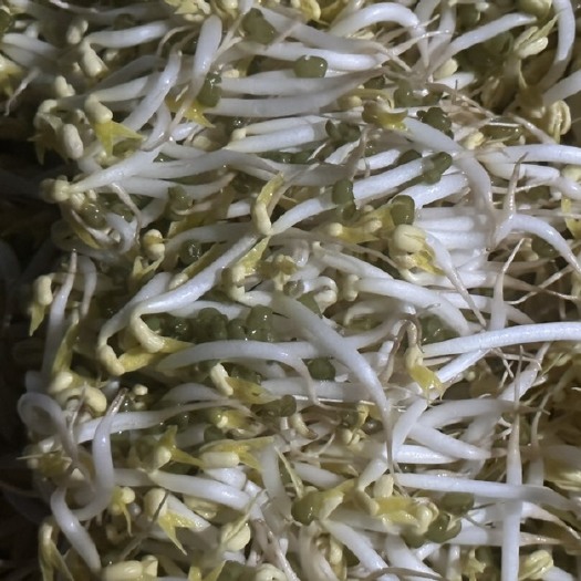 东莞市黄豆芽，绿豆芽