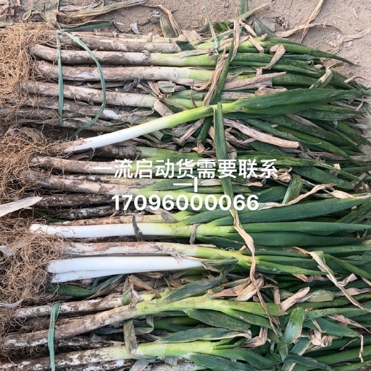 平度市启东大葱