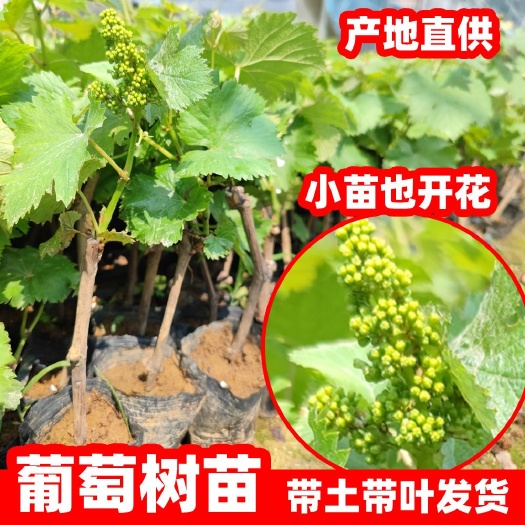 古蔺县葡萄苗果树苗子盆栽巨峰  南方北方种植庭批发葡萄树