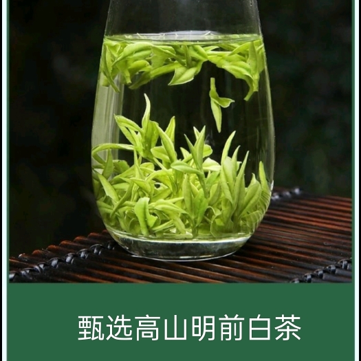 2024头采 松阳高山白茶预定中  毛峰白茶   优质绿茶