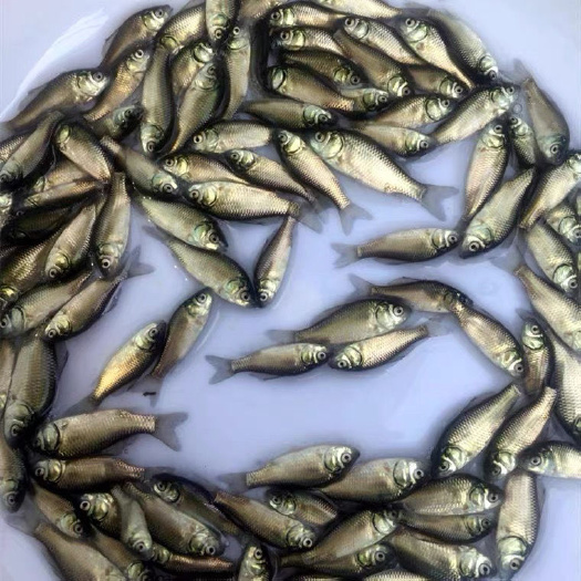 广州中科5号鲫鱼，圆头鲫，湘云鲫，东北鲫，包邮到家