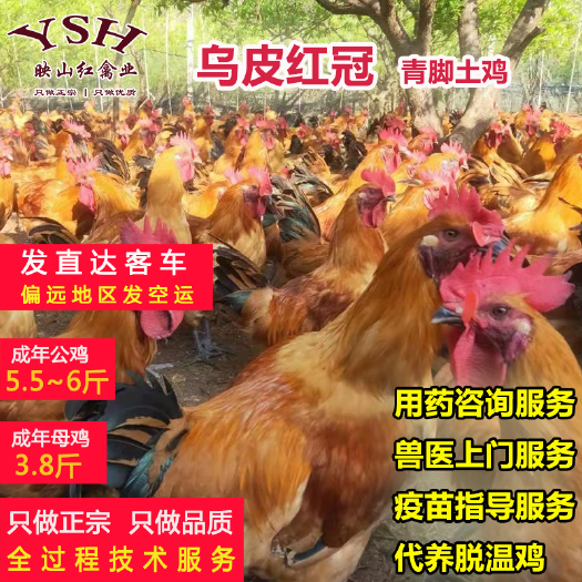 重庆市乌皮红冠鸡苗，黄羽乌皮鸡，土三，土四