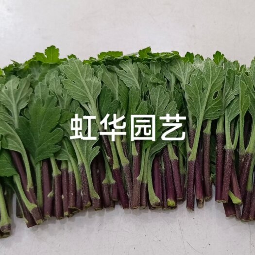 沭阳县基地直售，菊花苗，黄菊苗，白菊花，金善，幽香，白善，神马，等