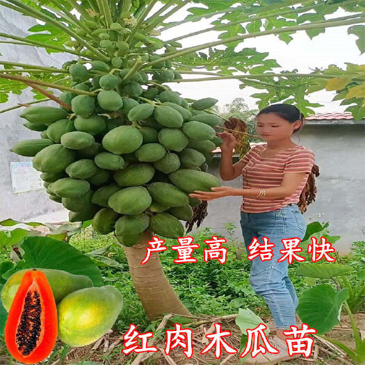 灵山县大青红肉水果木瓜苗红心木瓜苗矮化特大南方种植四季结果当年结果