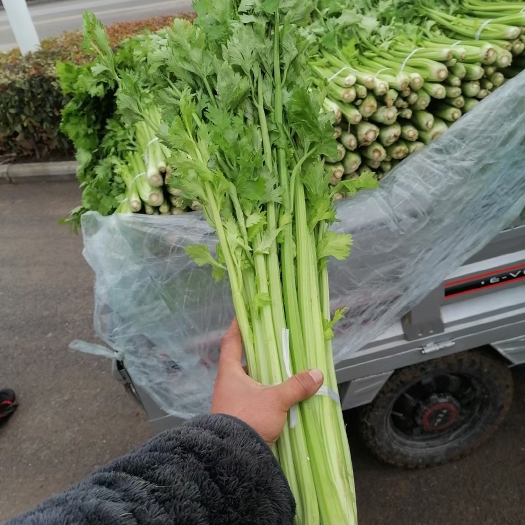 贵妃西芹精品小颗芹菜