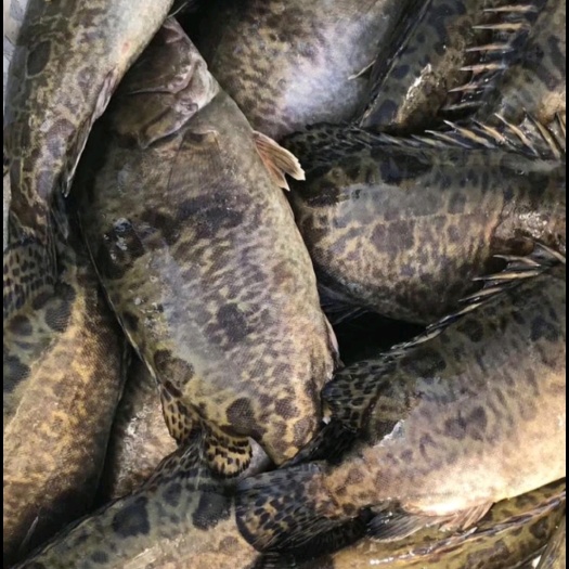 常州（桂鱼），鳜鱼常年稳定供应，