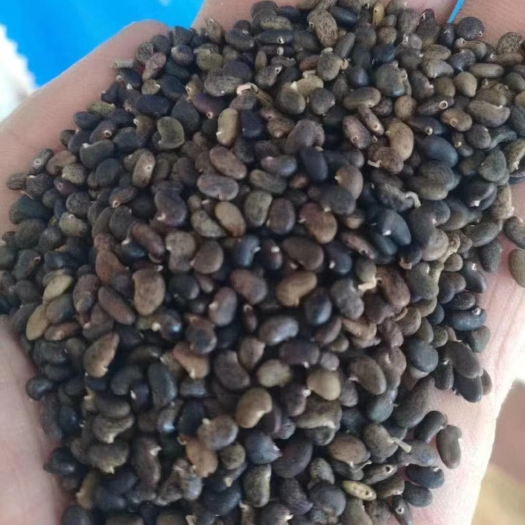 九江护坡草种子灌木种子高羊茅狗牙根黑麦草紫穗槐刺槐多花木兰草种籽